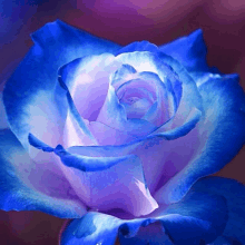 Purple Rose GIF - Purple Rose GIFs