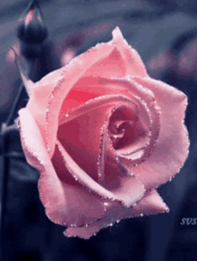 Flowers Rose GIF - Flowers Rose Red Rose GIFs