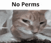 a cat is eating food from a bowl with the words `` no perms '' written on the bottom .