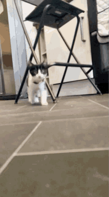 a black and white cat walking on a tiled floor next to a folding chair