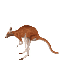 jump kangaroo