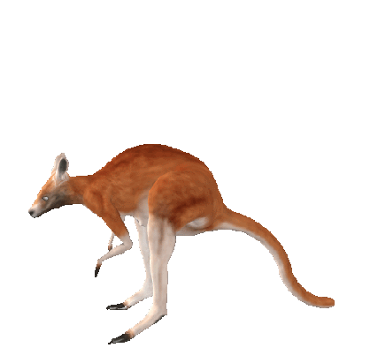 Hopping Kangaroo Sticker - Hopping Kangaroo Animated - Discover & Share GIFs