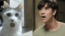 Pran Pran Cat GIF - Pran Pran Cat Shocked Cat GIFs