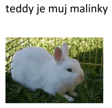 Rabbit Teddy GIF - Rabbit Teddy GIFs