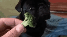 Pug Broccoli GIF - Pug Broccoli Veggie GIFs