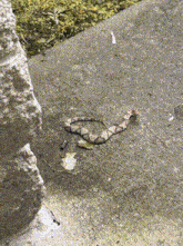 a snake is crawling on the sidewalk near a stone wall