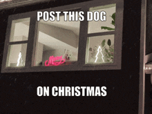 Christmas Dog GIF - Christmas Dog Christmas Dog GIFs