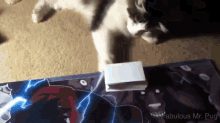 Cat Card Tricks GIF - Cat Card Tricks GIFs