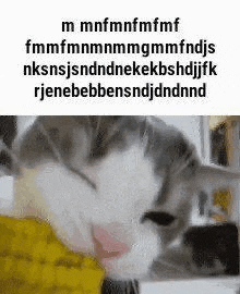 a close up of a cat eating a piece of corn on the cob .