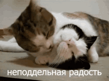 ура радость счастье рад любовь GIF - Cat Lick Cuddle GIFs