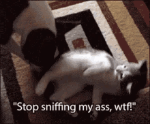 Wtf Smell GIF - Wtf Smell Where Are My Manners GIFs