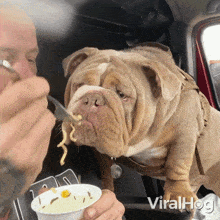 Sharing A Meal With My Dog Viralhog GIF - Sharing A Meal With My Dog Dog Viralhog GIFs