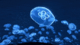 a group of jellyfish are swimming in the ocean