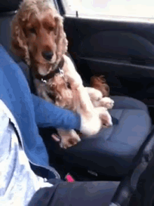 Dog Insists On Holding Hands In The Car GIF