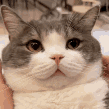 Tudou Mr Potato Cat GIF - Tudou Mr Potato Cat Cat Rub GIFs