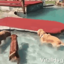 Pool Getting Out GIF - Pool Getting Out Dogs GIFs