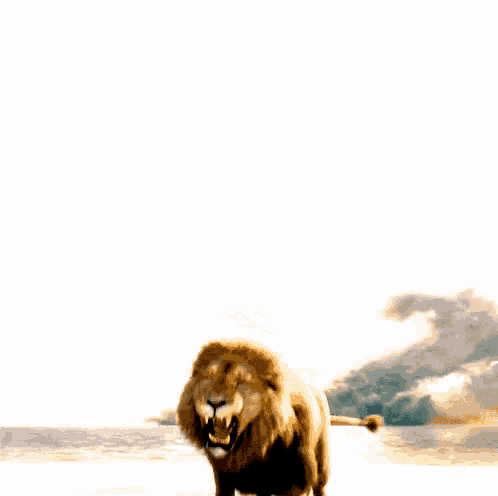 The Chronicles Of Narnia Aslan Sharp Fangs GIF