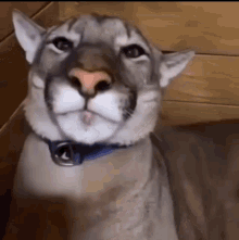 Smile Mountain Lion Joba GIF - Smile Mountain Lion Joba Cat Smile GIFs