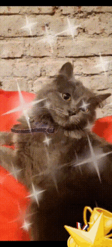 Congratulation Cat GIF - Congratulation Cat GIFs