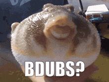 Bdubs Pufferfish GIF