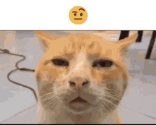 Raised Eyebrow GIF - Raised Eyebrow Cat GIFs