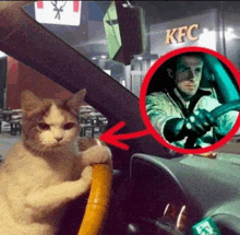 a cat is driving a car with a picture of ryan gosling in the background .