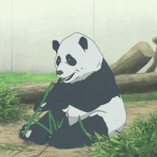 a panda bear is eating a piece of bamboo with its mouth open