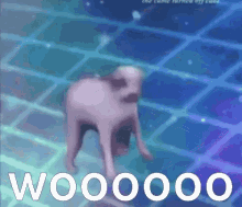 Dog Wooo GIF - Dog Wooo Dancing GIFs