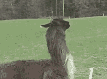 Llama Bye GIF