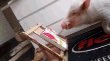 pig paint art trick painting