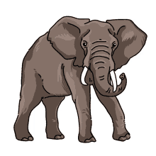 elephant african elephant
