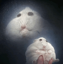 a person holding a white hamster in front of a glass
