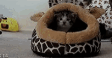 Kitten Getting Out Of Bed GIF - Kitten Getting Out Of Bed Going Back To Bed GIFs
