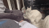 a white cat is sitting on a bed next to a blanket