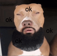 a dog with a beard is surrounded by ok signs