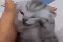 Cat Yells Cat Meme GIF