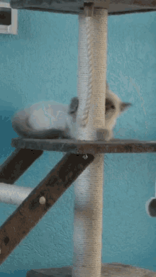Funny Cat Funny Animals GIF - Funny Cat Funny Animals Tail Chase GIFs
