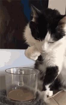 Cat Drinking GIF - Cat Drinking Lick GIFs