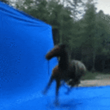 Horse Charborg GIF - Horse Charborg GIFs