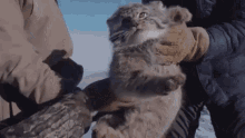 Manul Pallas Cat GIF - Manul Pallas Cat Manul Cat GIFs
