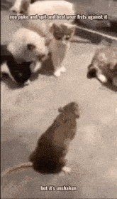 a group of kittens are playing with a rat that is standing in front of them ..