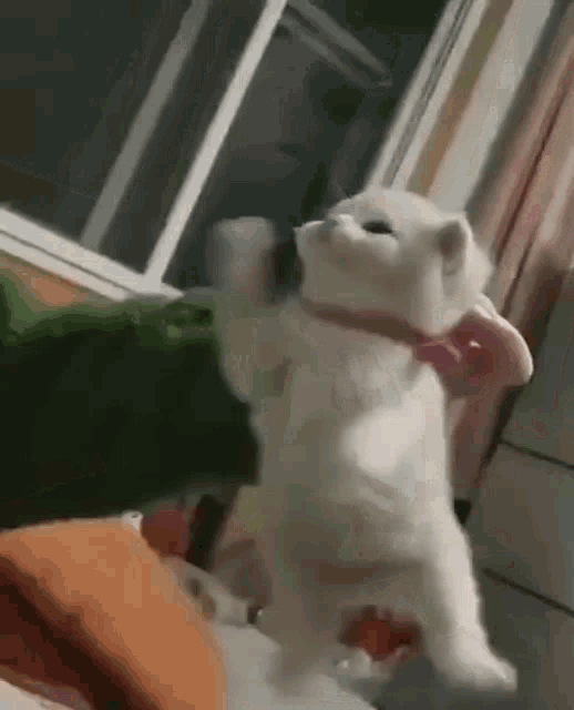 Small Cat Angry Cat GIF - Small Cat Angry Cat Cute - Discover ...