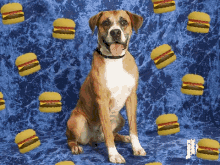 Dog Dreaming GIF - Dog Dreaming Burgers GIFs