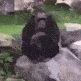 a gorilla is sitting on top of a rock in the jungle .