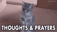 Cat Thoughts And Prayers GIF - Cat Thoughts And Prayers Praying GIFs