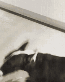 Shasha Bull Terrier GIF - Shasha Bull Terrier Dog GIFs