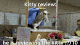 Kitty Review Cat GIF - Kitty Review Kitty Cat GIFs