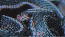 Snake Anesthetic GIF - Snake Anesthetic Flicking Its Forked Tongue GIFs