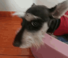 a black and white dog wearing a red shirt is looking at the camera