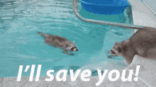 Raccoon Ill Save You GIF - Raccoon Ill Save You Pool GIFs